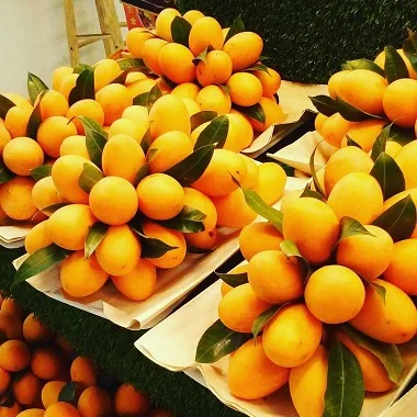 100% Quality Fresh Marian Plum