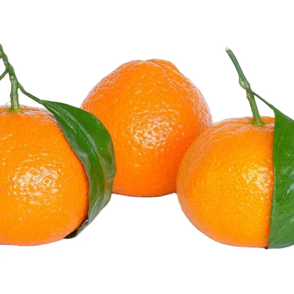 South Africa Citrus - Fresh citrus