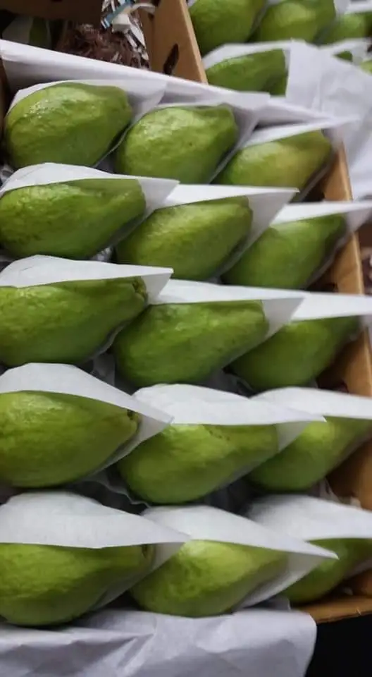 High Quality Fresh Guava Cheap Prices Egyptian Origin