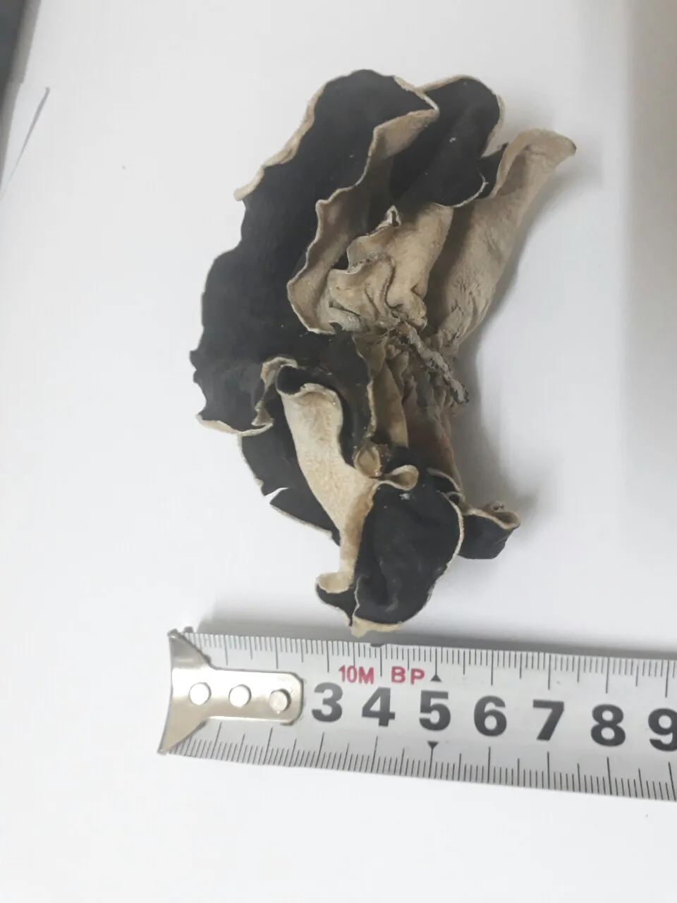 Высококачественные деревянные ушные грибы из Вьетнама/Whatsapp + 0084896612931