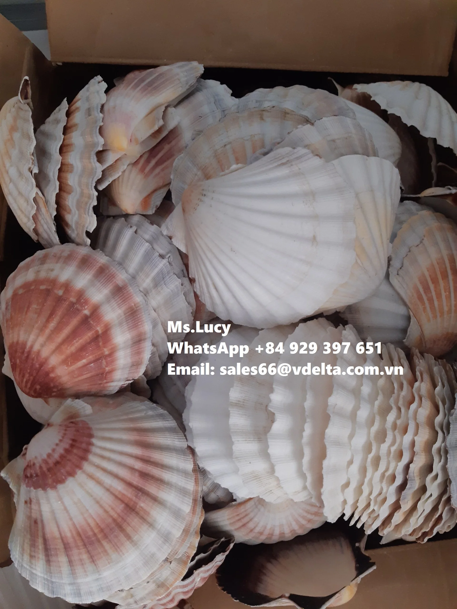 Морская раковина из гребешков натуральная для украшения Вьетнамского пляжа мисс Люси + 84 929 397 651