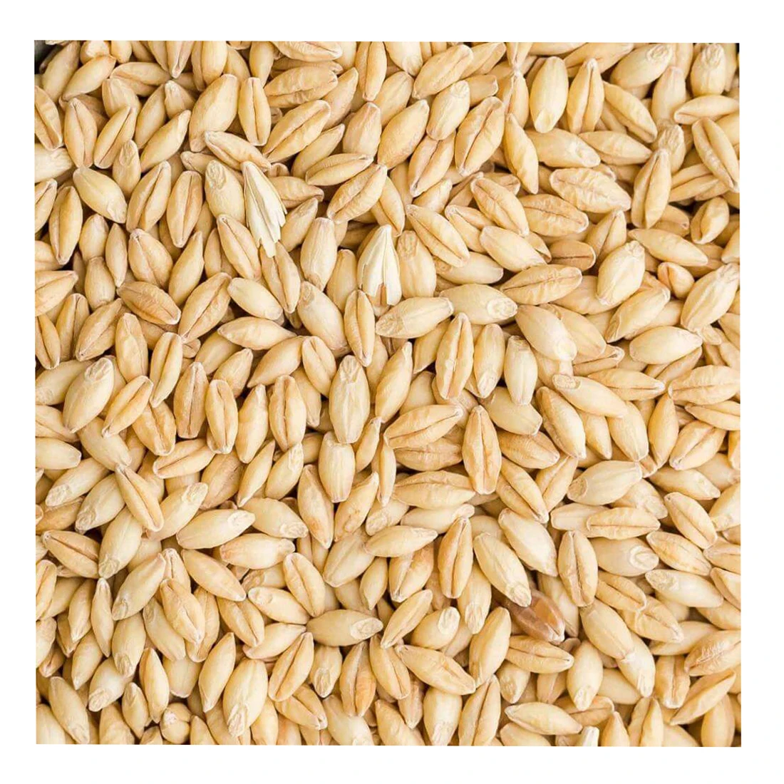 
Best quality barley grain in bulk, grain 