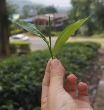 Оптовая продажа цейлонский Тарлтон FBOP черный чай от Venture Tea дистрибьюторы Шри-Ланки в 500 г упаковке доступны частные этикетки