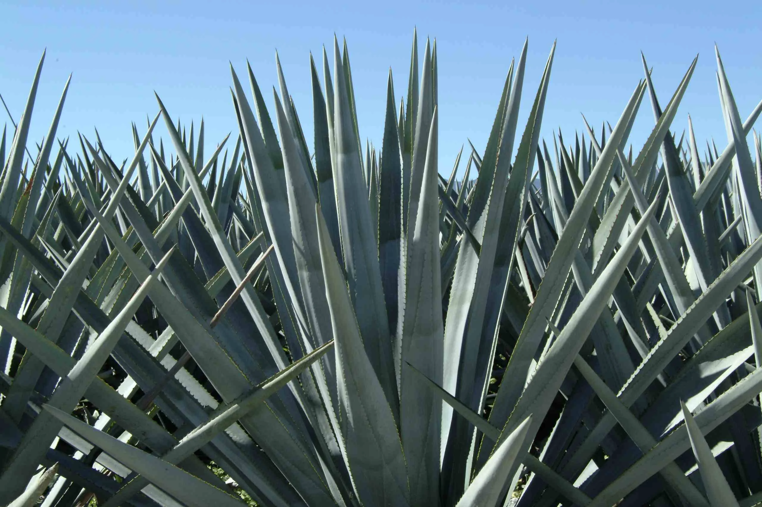 
Mezcal Real de Jalpa (reposado - gold) 