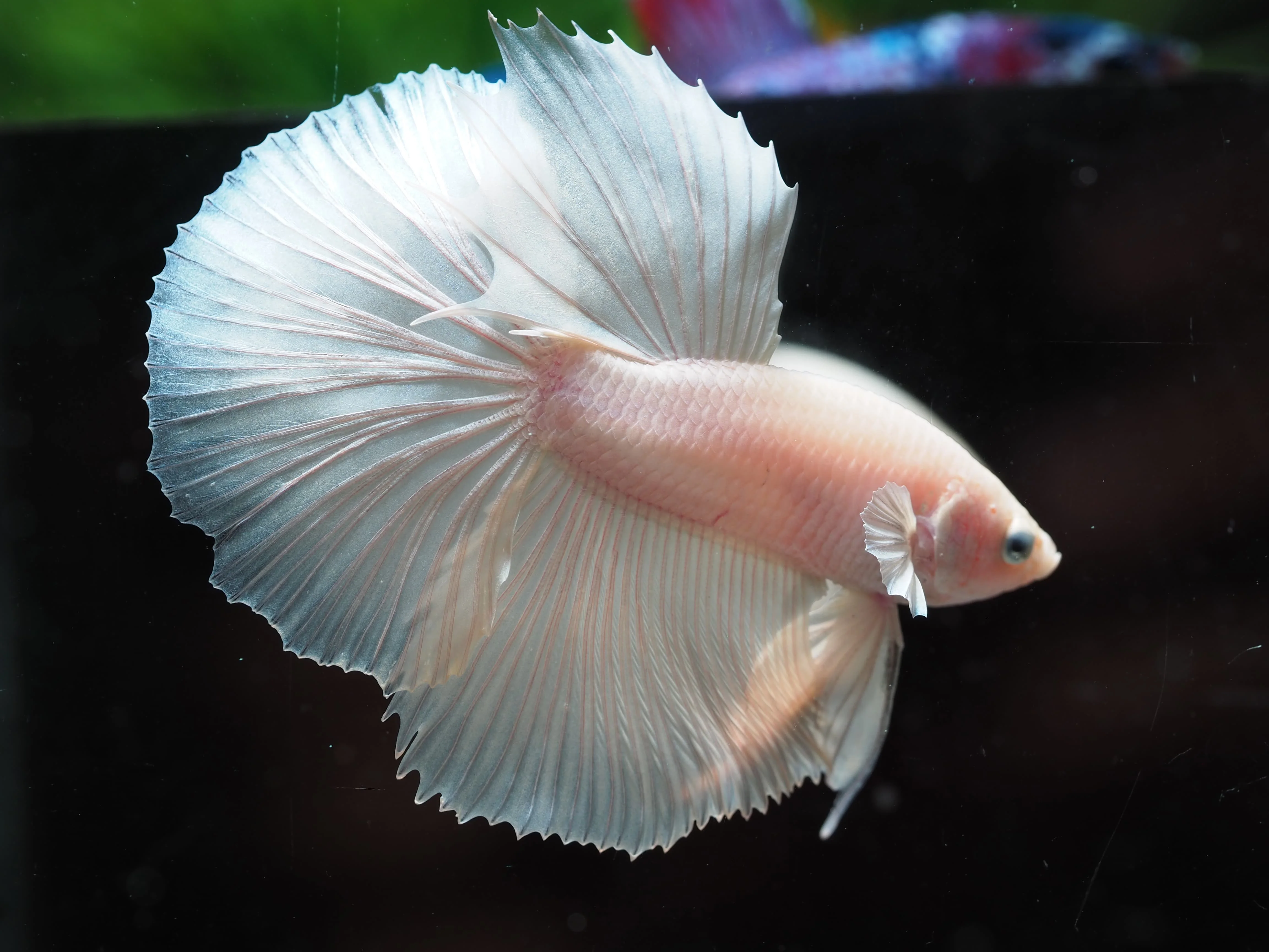 
HALFMOON WHITE PLATINUM- Multicolor Thailand Betta Fish Premium Quality Plakat Siamese Fighting Fish Ornamental Aquariums 