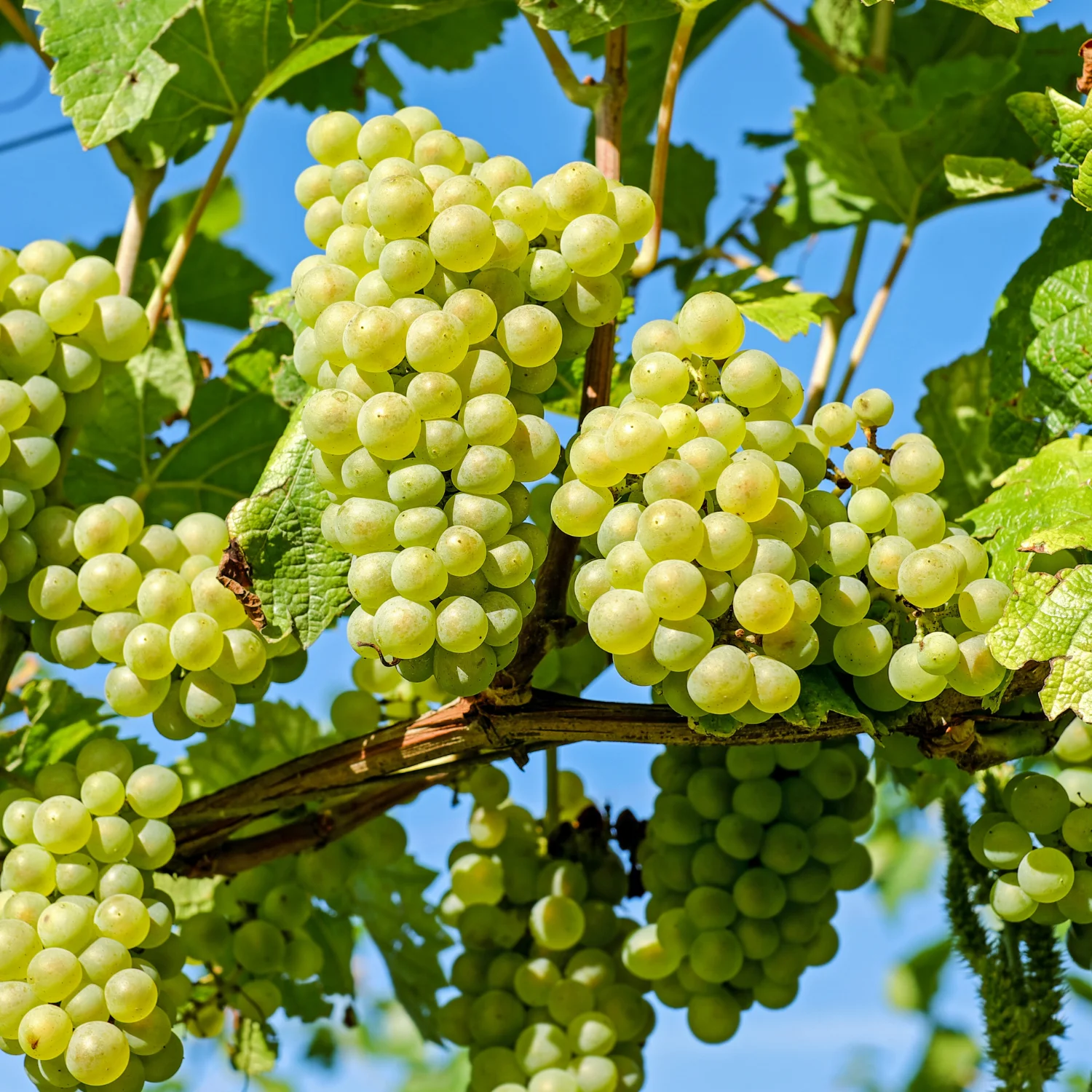 Best Italian Quality Grape Flavor Food Grade - Grape Aroma for for Food & Beverage and Liquid Concentrated Flavor for Vaporizers