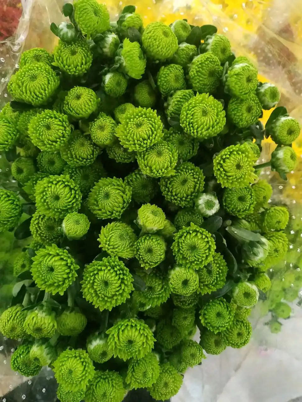Fresh Red Chrysanthemums From India