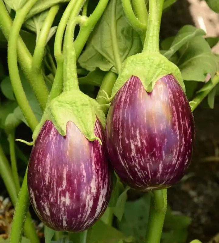 
 Семена гибридных баклажанов LS999  