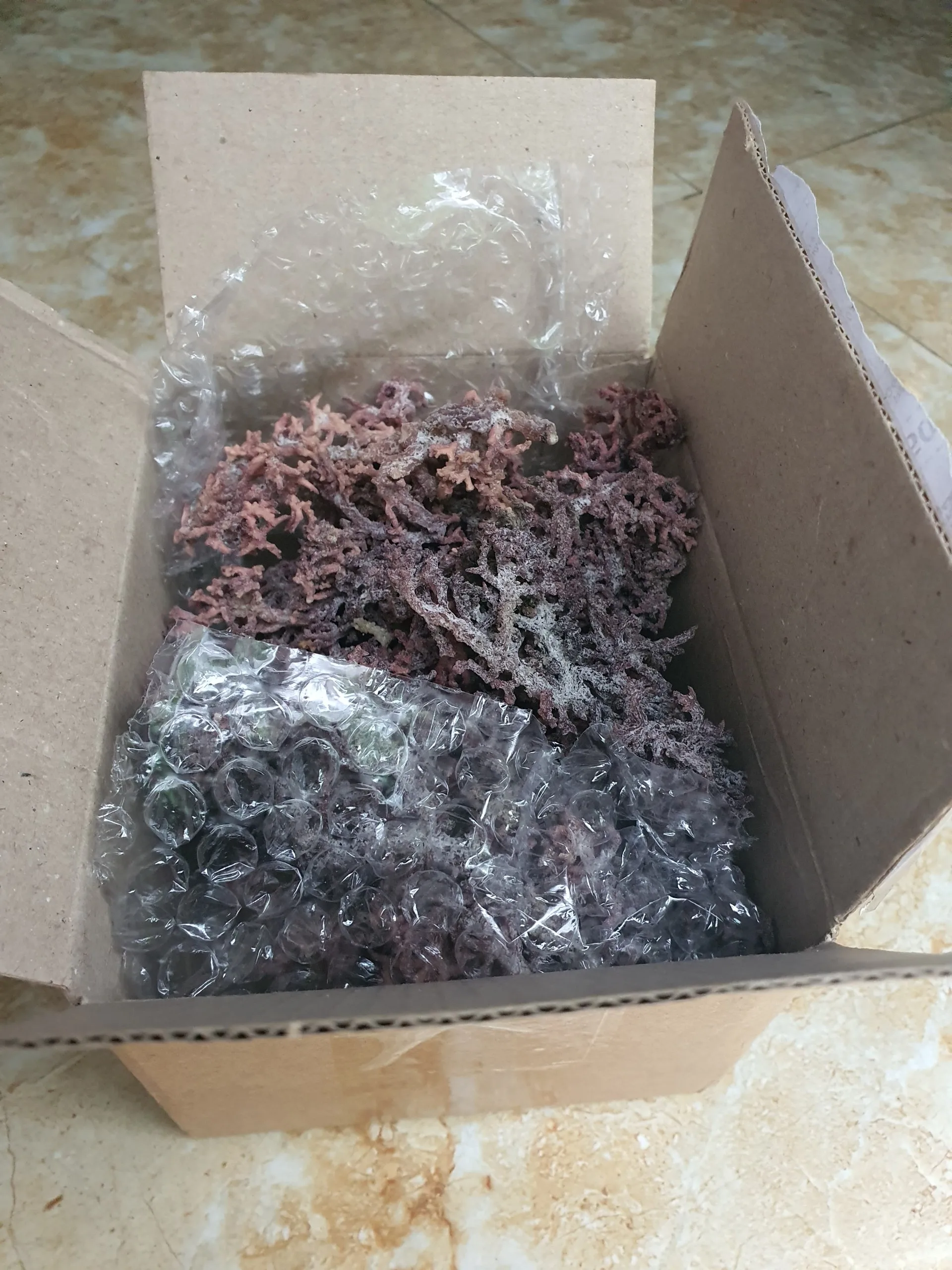 VIETNAM BIG SUPPLIER OF DRIED EUCHEUMA COTTONII SEAWEED MOISTURE 35% FOR CARRAGEENAN