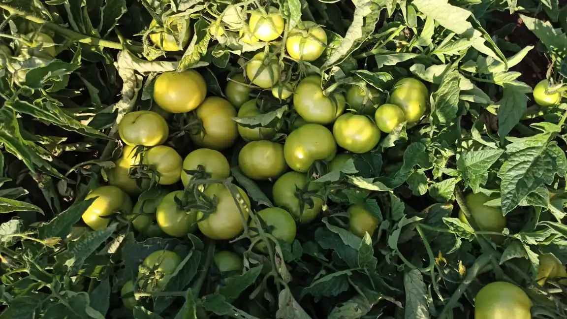 
ROUND SHAPE TOMATO SEEDS VERITIES 