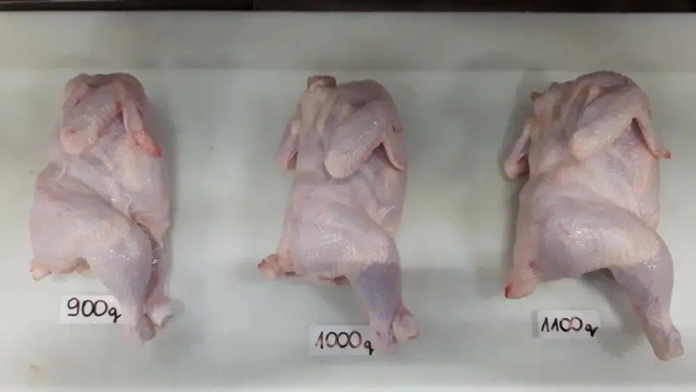 
FROZEN CHICKEN WHOLE GRILLERS LOOSE/NAKED HALAL 