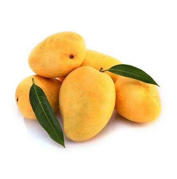 Fresh Mango High Quality Vietnam Fresh Fruit Mango Cheap Price