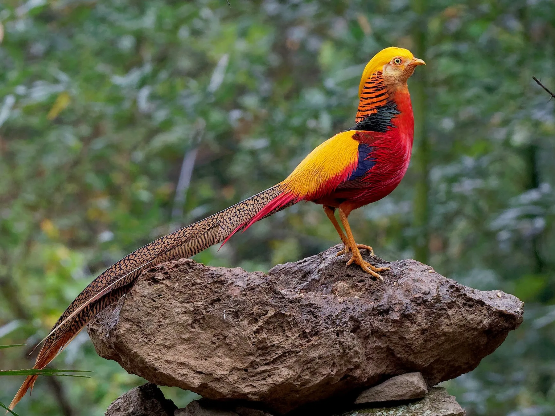 gold pheasant birds 00 3.jpg