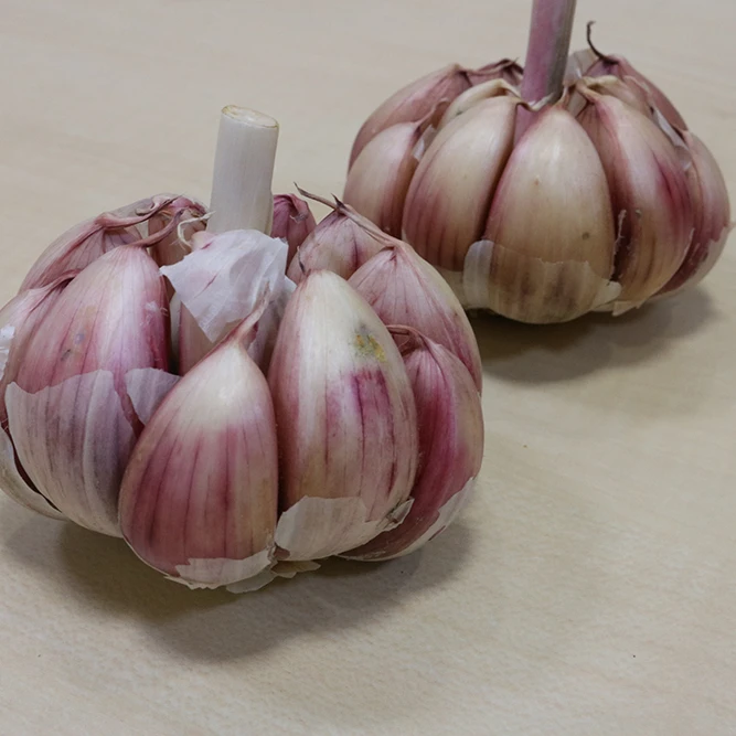 
Pure Organic Dehydrated Garlic Powder 