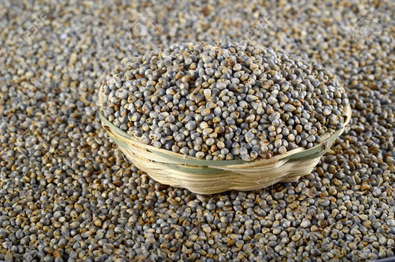 green millet (Bajra)