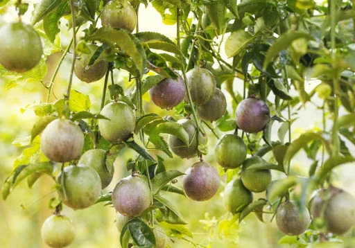 Свежий фрукт страсти, высокое качество, питательный материал из Вьетнама Томаса + 84961478592