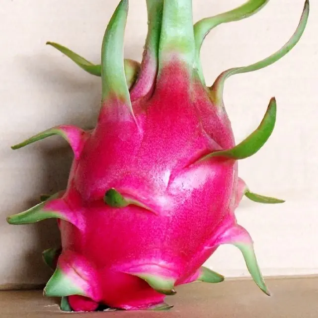 Свежий и полезный питхая или Клубничная груша из Вьетнама-фрукты сладкого красного дракона