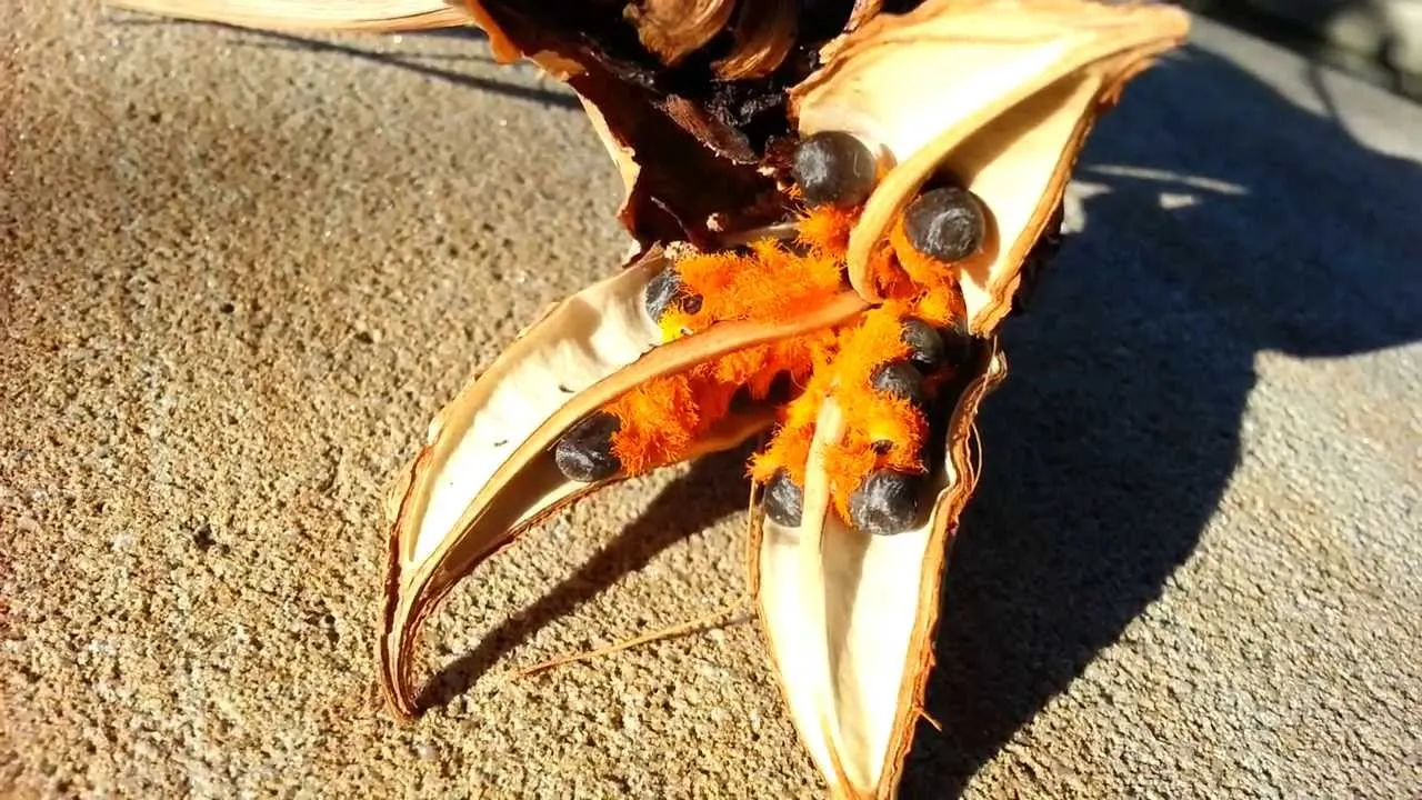 Strelitzia reginae.jpg