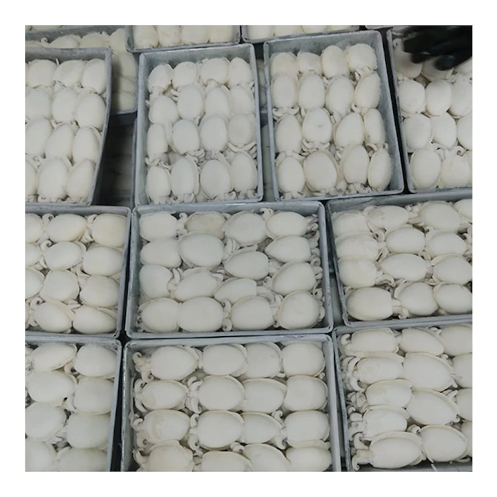 Clean HACCP Certified Seafood Supplier Cuttlefish