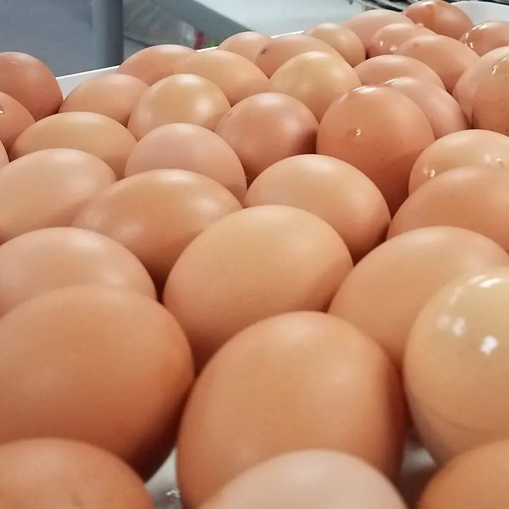 High quality Fresh Brown and White Halal Kosher eggs High quality Fresh Brown and White Halal Kosher eggs Fresh Chicken Table Eg