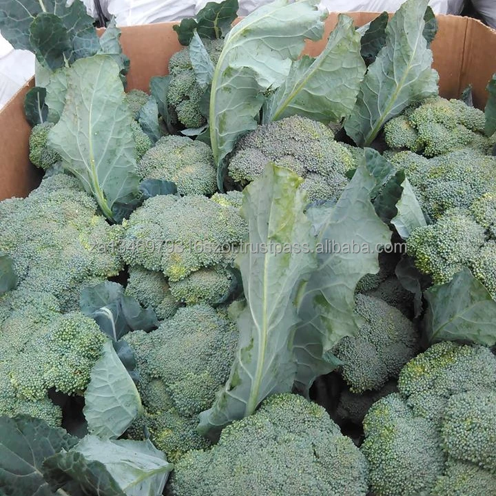 
Fresh Broccoli wholesale price 