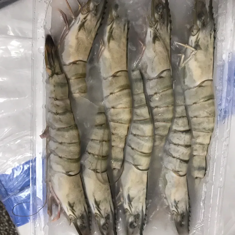 Best Quality Frozen Black Tiger Shrimp Natural Sea Caught Whole Part Export Standard