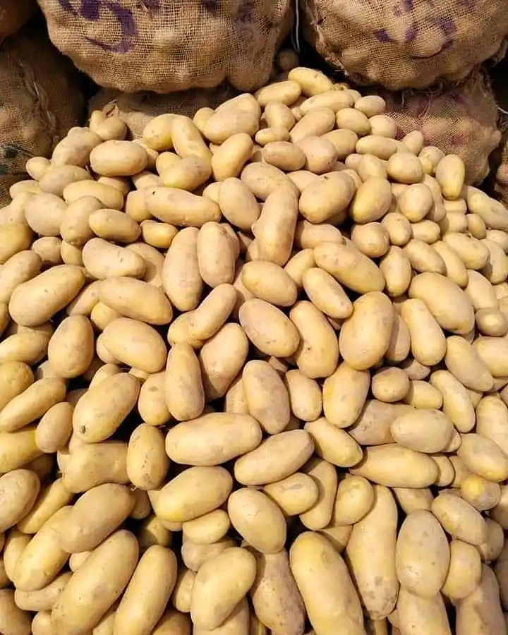 Оптовая продажа семян ирландского свежего картофеля для продажи оптом