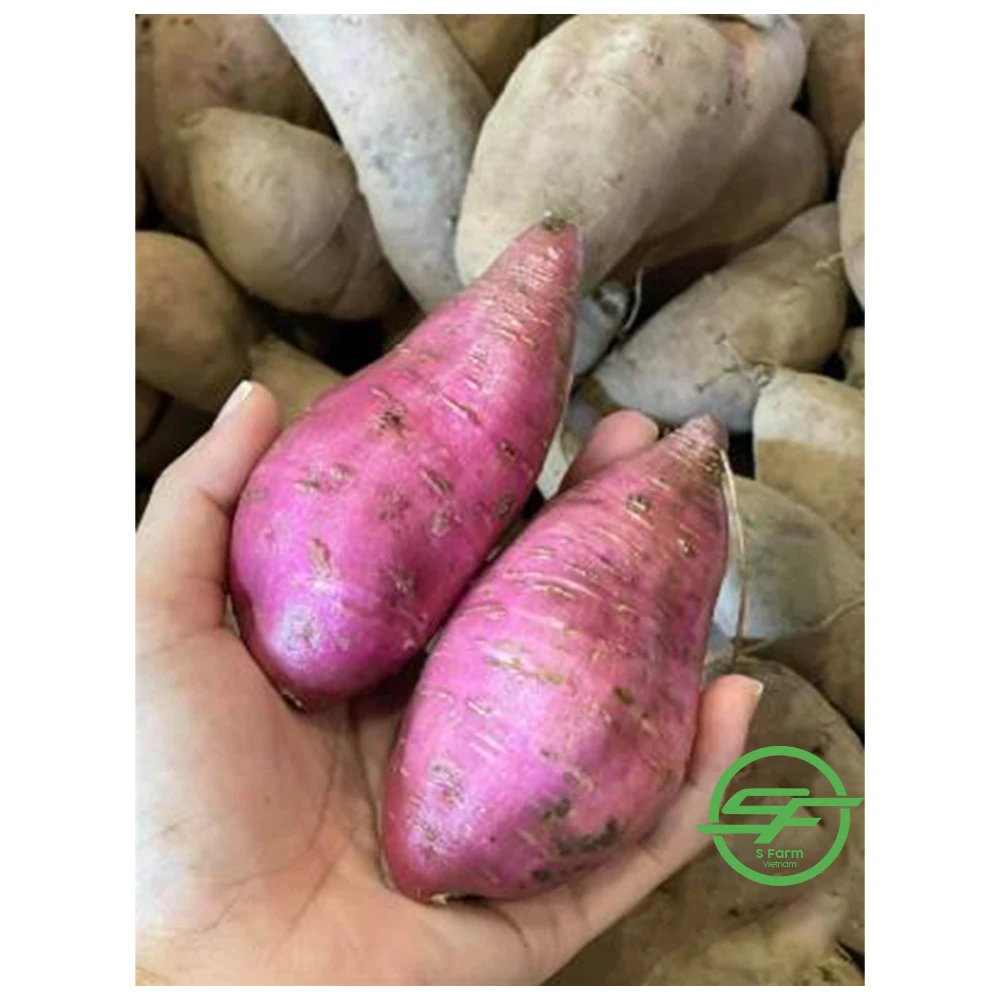 Высококачественный Экологически чистый фиолетовый свежий сладкий картофель из Вьетнама