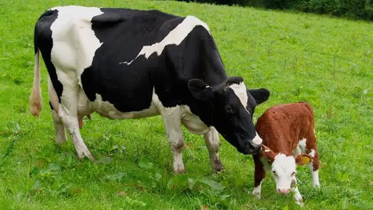 Хифферы для беременных Friesian Holstein