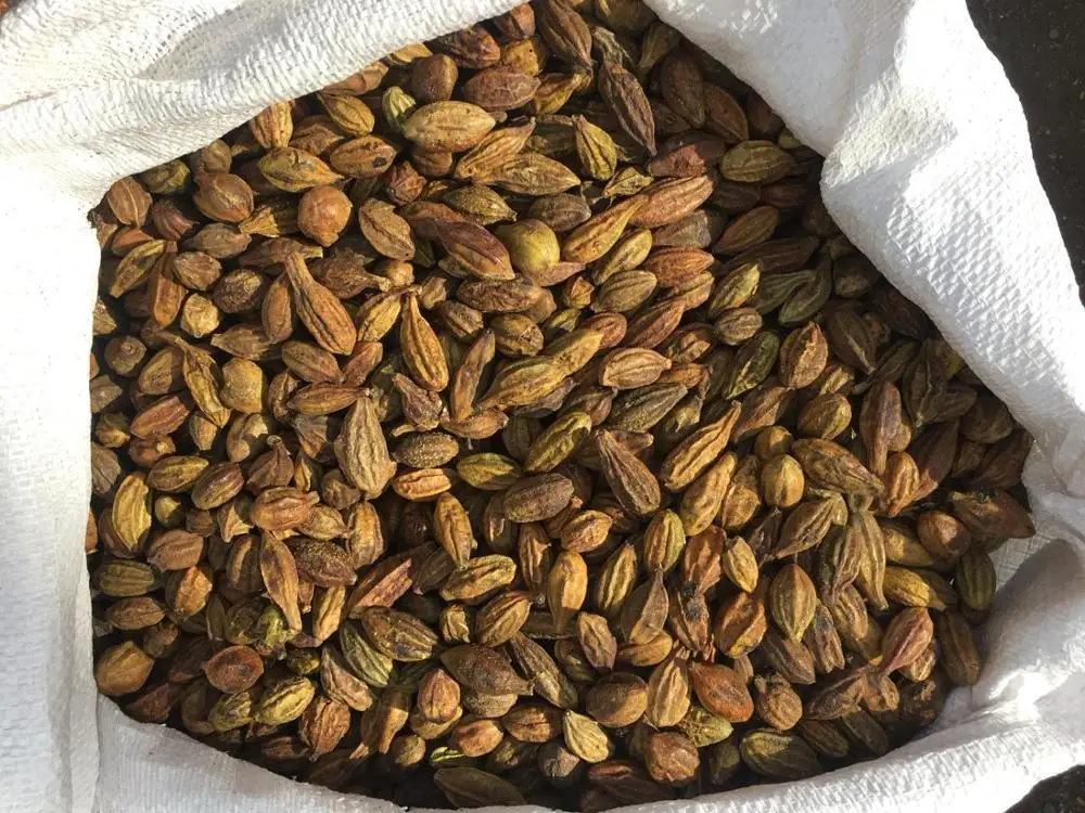 Terminalia Chebula Dried Fruit High Quality