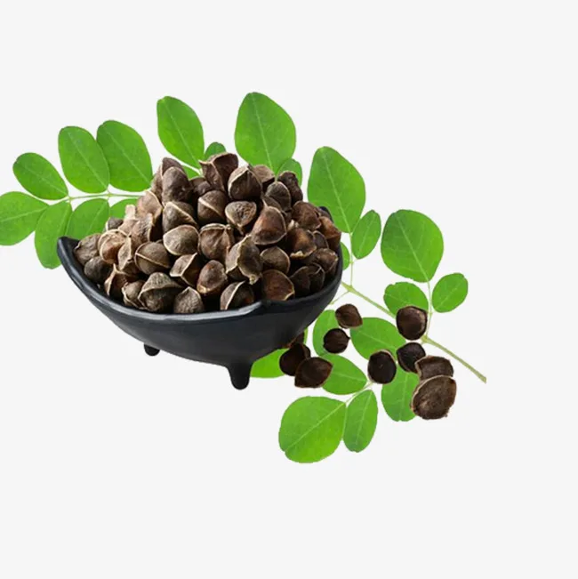 Supplier  Moringa Carrier Oil