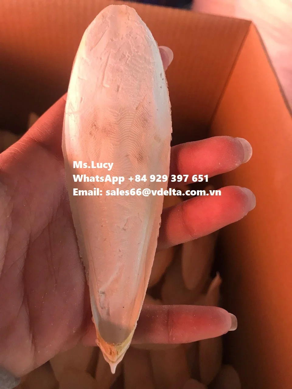 Экспортная стандартная косточка Для морской рыбы/дробленая рыба из Вьетнама по лучшей цене, мисс Люси + 84 929 397 651