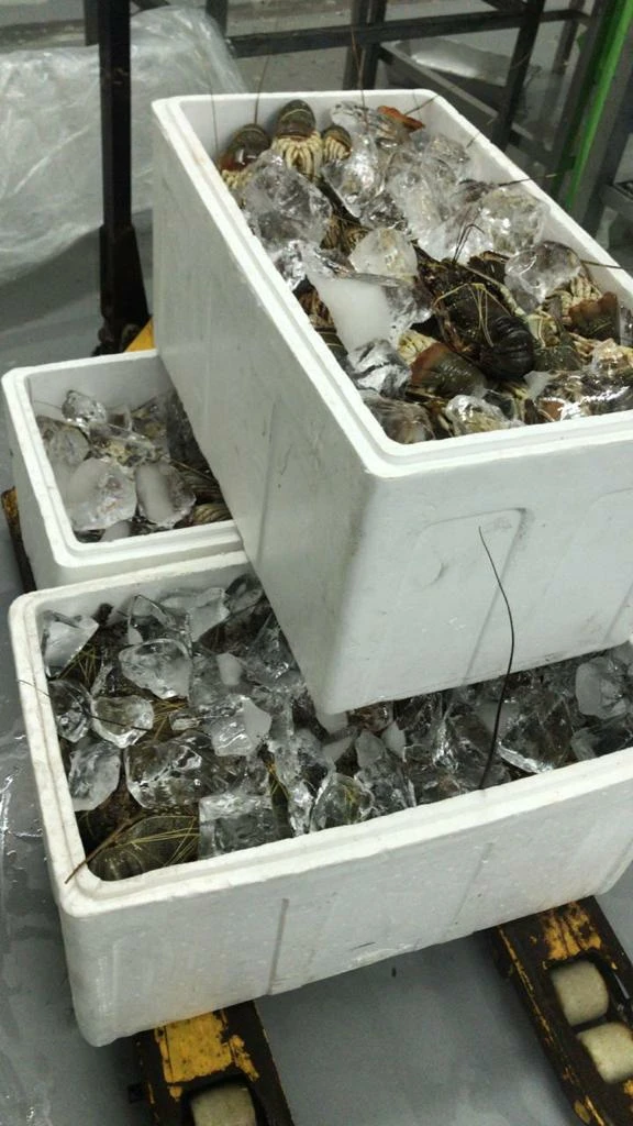 
Best Live / Frozen Mutiara Lobster High Quality Export From Indonesia 