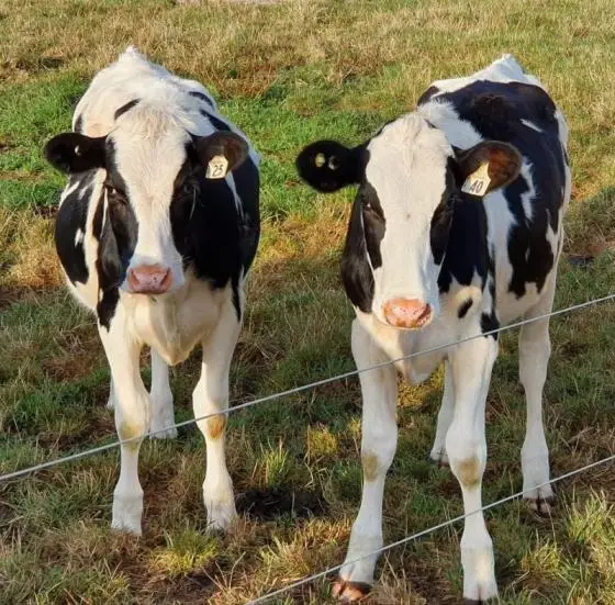 Здоровая Беременная голландская хиффера Holstein коров/скот Friesian