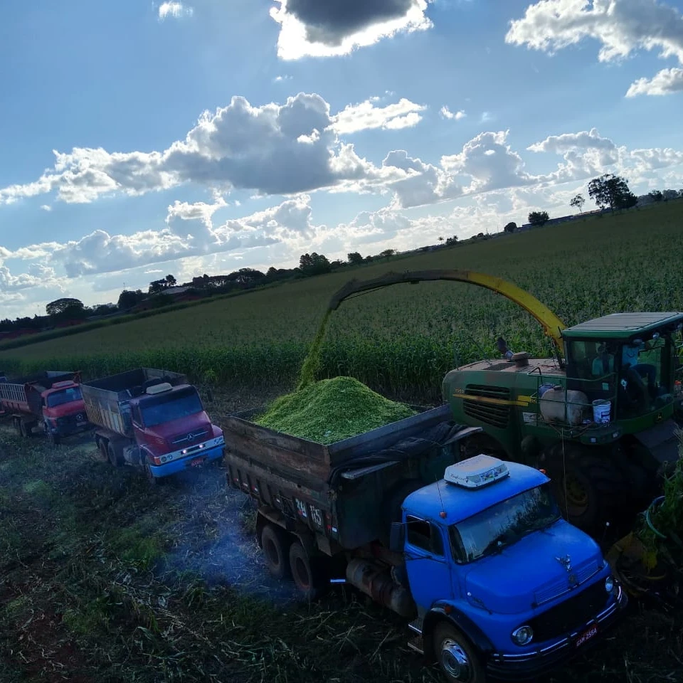 
Длительный срок службы/ферментированный силаж кукурузы, подходит для корма животных (крупный рогатого скота, овец, коз, свиней), происхождение: (Колумбия, Бразилия) 