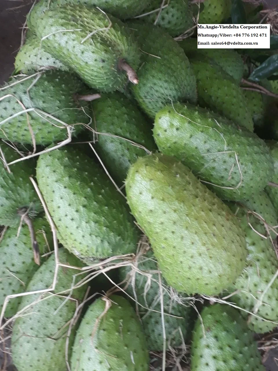 FRESH SOURSOP HOT SALE FOR EXPORT FROM VIETNAM/ MS LAURA +84 896611913