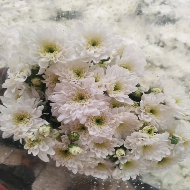 Fresh Chrysanthemums Cut Flower