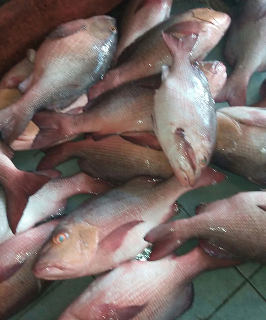Direct Factory Supply Frozen Seafood Red Bass Fillet Fish at Great Price