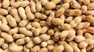 Excellent Peanuts from Argentina