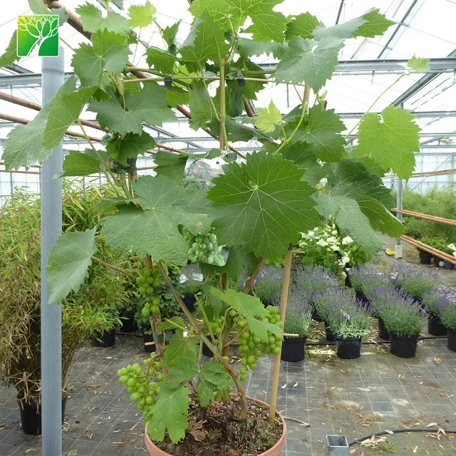 Оптовая продажа, рубиновые римские виноградные растения, саженцы винограда, привитые