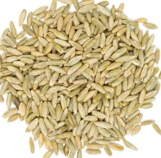 Organic Farm Rye Grains