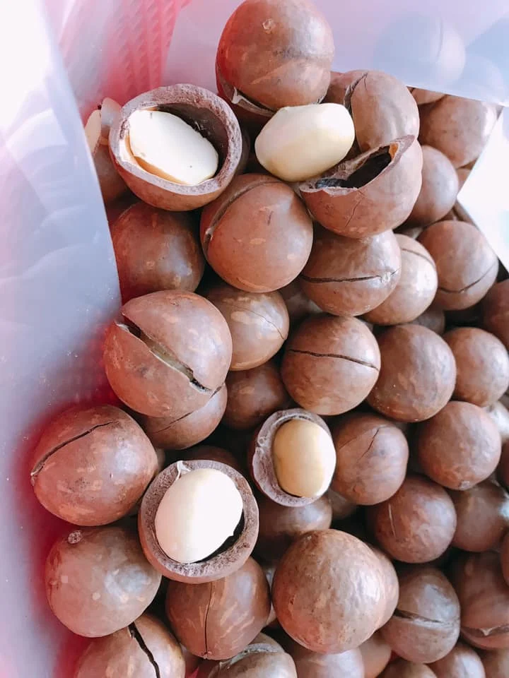 Wholesales roasted MACADAMIA NUTS bulk from Vietnam +84779956678