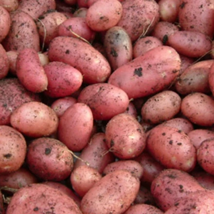 Cheap high quality fresh potato organic crop supplier food new harvest