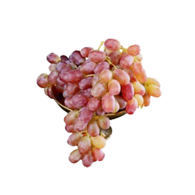 Wholesale Premium Quality Fresh Juicy Egyptian Grapes