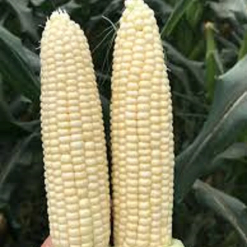 
High Quality Non Gmo White corn for sale 