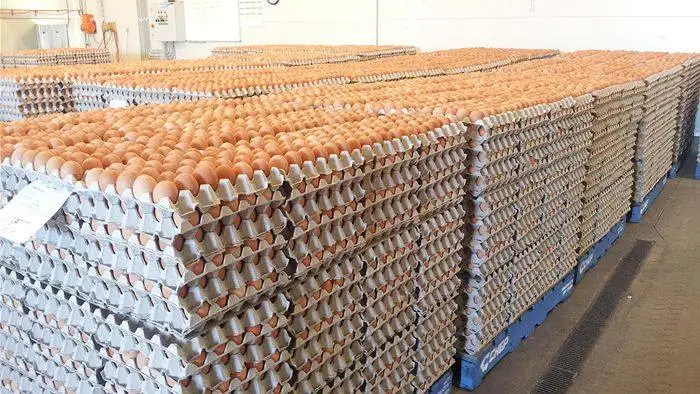 EGGS!.jpeg