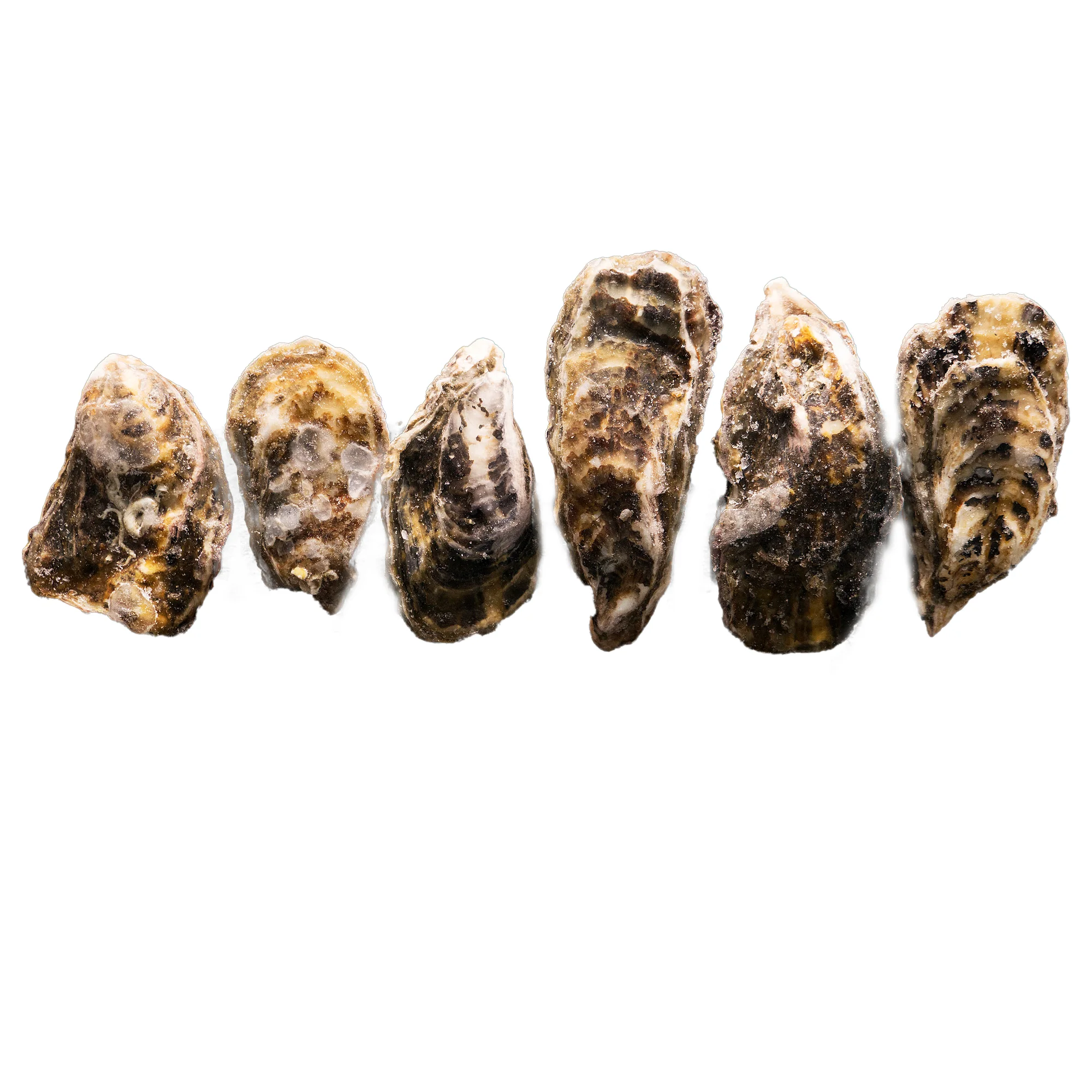 Japan frozen seafood trading companies shellfish oyster with shells