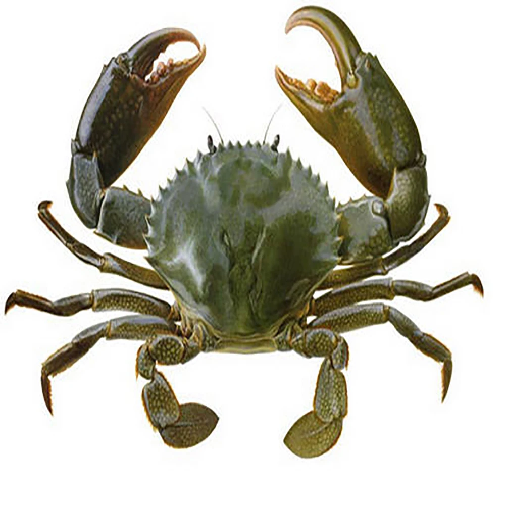 Wholesale Frozen Blue Swimming Crab/ Cut Crab/Crab Meat