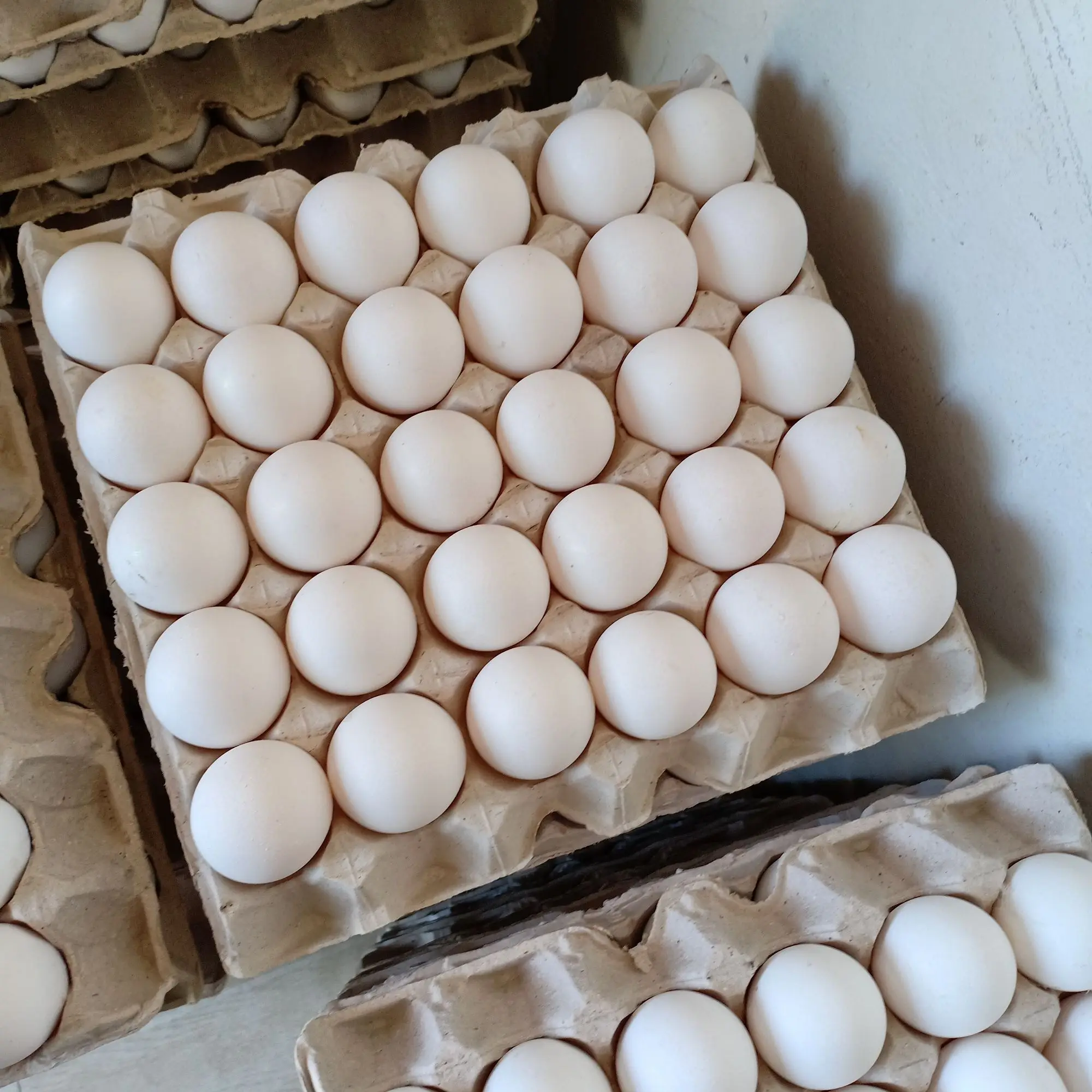 Fresh White Chicken Eggs/Bulk Farm Chicken Eggs white Export