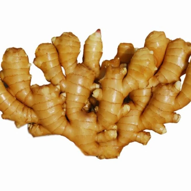 Fresh Ginger with High Quality and Competitive Price From Vietnam